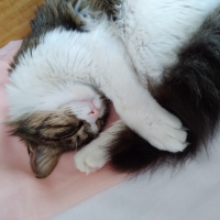 Tekir Kedi, Kedi  Pamuk fotoğrafı