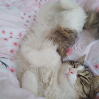 Tekir Kedi, Kedi  Pamuk fotoğrafı