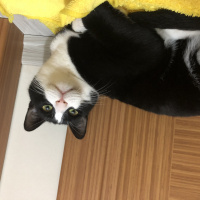 Tuxedo (Smokin) Kedi, Kedi  Oscar Leo fotoğrafı