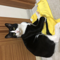 Tuxedo (Smokin) Kedi, Kedi  Oscar Leo fotoğrafı