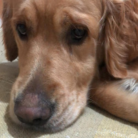 Golden Retriever, Köpek  Ceo fotoğrafı