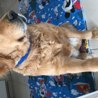 Golden Retriever, Köpek  Ceo fotoğrafı