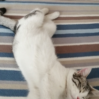 Tekir Kedi, Kedi  Pamuk fotoğrafı