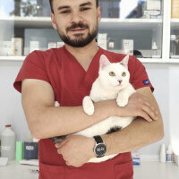 Ankara Kedisi, Kedi  Loic fotoğrafı