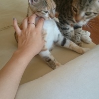 Tekir Kedi, Kedi  pıtır ve cingöz fotoğrafı