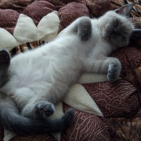 British Shorthair, Kedi  Mavi fotoğrafı