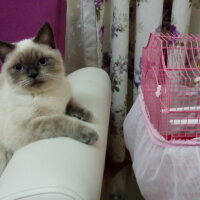 British Shorthair, Kedi  Mavi fotoğrafı