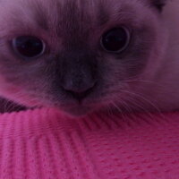 British Shorthair, Kedi  Mavi fotoğrafı