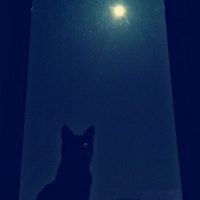 Sarman, Kedi  Samuray fotoğrafı