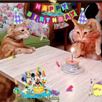 Sarman, Kedi  Samuray fotoğrafı