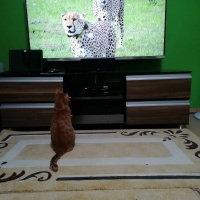 Sarman, Kedi  Samuray fotoğrafı