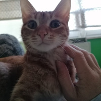 Sarman, Kedi  Samuray fotoğrafı