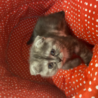 Scottish Fold, Kedi  Zübeyde fotoğrafı