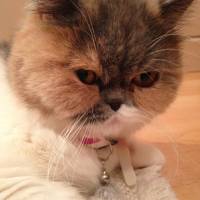 Exotic Shorthair, Kedi  Şıra fotoğrafı