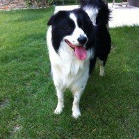 Border Collie, Köpek  tomi fotoğrafı