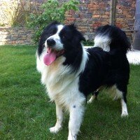 Border Collie, Köpek  tomi fotoğrafı