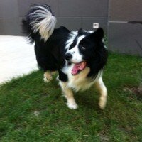 Border Collie, Köpek  tomi fotoğrafı