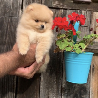Pomeranyalı, Köpek  Pomeranian fotoğrafı