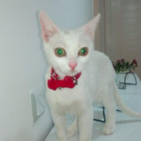 Ankara Kedisi, Kedi  Pamuk fotoğrafı