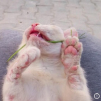 Ankara Kedisi, Kedi  Pamuk fotoğrafı