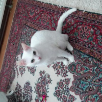 Ankara Kedisi, Kedi  Pamuk fotoğrafı