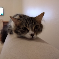 Tekir Kedi, Kedi  cookie fotoğrafı