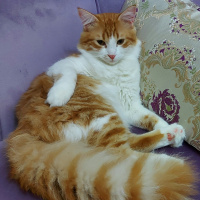 Abyssinian, Kedi  mico fotoğrafı