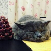 Scottish Fold, Kedi  Maks fotoğrafı