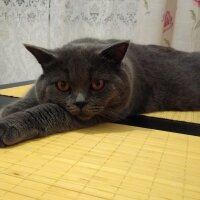 Scottish Fold, Kedi  Maks fotoğrafı