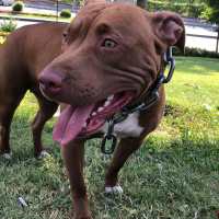 Amerikan Pitbull Terrier, Köpek  eliza fotoğrafı