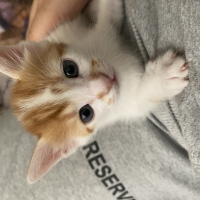 Tekir Kedi, Kedi  Mırık fotoğrafı