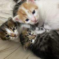 Tekir Kedi, Kedi  Mırık fotoğrafı