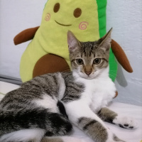 Tekir Kedi, Kedi  Pati fotoğrafı
