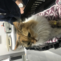 Sarman, Kedi  Pırtık fotoğrafı