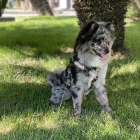 Pomeranyalı, Köpek  Space fotoğrafı