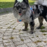 Pomeranyalı, Köpek  Space fotoğrafı