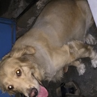 Golden Retriever, Köpek  Izmir fotoğrafı