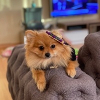 Pomeranyalı, Köpek  Daisy fotoğrafı