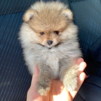 Pomeranyalı, Köpek  Daisy fotoğrafı