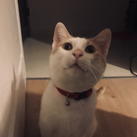 Tekir Kedi, Kedi  Yoda fotoğrafı