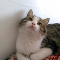 Norwegian Forest, Kedi  Şila fotoğrafı