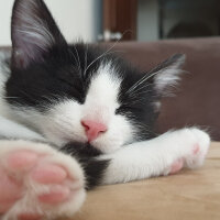 Tuxedo (Smokin) Kedi, Kedi  Tontoş fotoğrafı