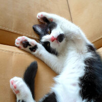 Tuxedo (Smokin) Kedi, Kedi  Tontoş fotoğrafı