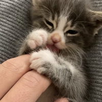 Scottish Fold, Kedi  Gri fotoğrafı