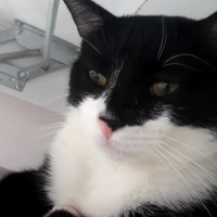 Tekir Kedi, Kedi  Mars fotoğrafı