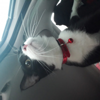 Tekir Kedi, Kedi  Mars fotoğrafı