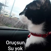 Tekir Kedi, Kedi  Mars fotoğrafı