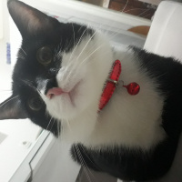 Tekir Kedi, Kedi  Mars fotoğrafı