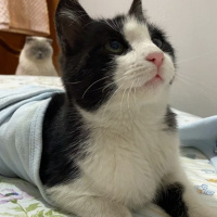 Tuxedo (Smokin) Kedi, Kedi  Beno fotoğrafı