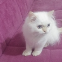 Himalayan, Kedi  Diego fotoğrafı